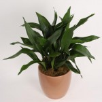 Aspidistra - Nome cientifico: Aspidistra elatior. Com ciclo de vida perene, é uma herbácea de porte baixo, atingindo de 40 cm a 60 cm de altura. É indicada para locais pouco iluminados, mas o solo deve ser fértil e bem drenado para seu bom desenvolvimento.