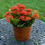 Kalanchoe ou flor da fortuna - Nome cientifico: Kalanchoe blossfeldiana. Essas belas flores precisam de luz solar direta por algumas horas durante o dia, então, se o seu banheiro é pouco iluminado não opte por essa espécie. O kalanchoe possui folhas suculentas e bastante resistentes ao calor. Há vários tons de flores: alaranjado, vermelho, amarelo, branco e rosa, por exemplo. Quando adulta, alcança até 30 cm de altura. O solo ideal é poroso, drenado e rico em matéria orgânica e as regas no inverno devem ser espaçadas, pois o excesso de água pode provocar o apodrecimento das raízes.