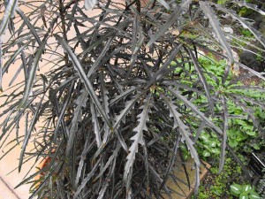 Arália falsa - Nome cientifico: Dizigotheca elegantissima. A arália é uma planta arbustiva lenhosa com altura variável de quatro a cinco metros, mas quando cultivada em vasos tem seu tamanho sensivelmente reduzido. O vaso ou floreira para o plantio deve ter, pelo menos, 60 cm de profundidade, mas pode ser estreito. A folhagem permanece com saúde à meia sombra, em substrato enriquecido e tolera bem climas quentes e frios