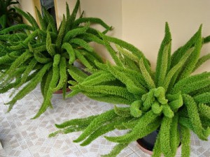 Aspargo rabo de gato ou pluma - Nome cientifico: Aspargus densiflorus. É uma planta diferente, de aspecto delicado, mas relativamente rústica. Pode ser cultivada em vasos ou jardineiras (inclusive suspensas) e sua folhagem alcança até um metro de comprimento. Deve receber regas regulares, ser plantada em solo fértil e permanecer à meia sombra.
