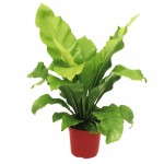 Asplênio - Nome científico: Asplenium nidus. Esta samambaia de origem asiática chega a ter folhas com 90 cm de extensão e, por isso, só deve ser acomodada em ambientes grandes. Prefere cantos sombreados, mas precisa estar perto da janela. O indicado é irrigar a cada três dias, de modo que a terra fique sempre úmida. Para repor os nutrientes é importante variar entre o adubo granulado (químico) e o fertilizante orgânico a cada quatro meses (os adubos e fertilizantes são facilmente encontrados em lojas de plantas).