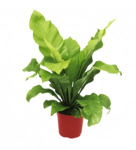 Asplênio - Nome científico: Asplenium nidus. Esta samambaia de origem asiática chega a ter folhas com 90 cm de extensão e, por isso, só deve ser acomodada em ambientes grandes. Prefere cantos sombreados, mas precisa estar perto da janela. O indicado é irrigar a cada três dias, de modo que a terra fique sempre úmida. Para repor os nutrientes é importante variar entre o adubo granulado (químico) e o fertilizante orgânico a cada quatro meses (os adubos e fertilizantes são facilmente encontrados em lojas de plantas).