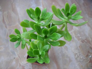 Bálsamo - Nome científico: Sedum dendroideum. Esta herbácea suculenta é originária das regiões desérticas do México e, portanto, suporta condições extremas. Pouca rega é o segredo para mantê-la vivaz, assim como para os cactos e qualquer outra suculenta. Tal plantinha pode ser conservada em um regime de exposição indireta à luz natural