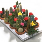 Cactus - Família: Cactaceae. Os cactos se adaptam bem em banheiros, quando mantidos em exposição indireta ao sol. A única recomendação é evitar o excesso de água, portanto, os solos devem ser muito bem drenados. Dependendo do clima, a rega pode ser feita até uma vez por mês, mas aqui também vale a regra: toque o substrato e sinta o grau de umidade antes de irrigar. Atente-se: o crescimento dos cactos é lento e seus espinhos não são venenosos, mas podem machucar