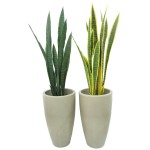 Espada-de-São-Jorge - Nome científico: Sansevieria trifasciata. Conhecida popularmente por eliminar a má-sorte a mini espada costuma atingir até 20 cm de altura, não necessita de poda e pode ser mantida tanto perto da janela, quanto no piso do banheiro, pois é uma espécie de meia-sombra. Adapta-se bem a solos secos e demanda rega apenas uma vez por semana