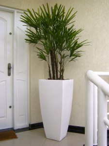 Palmeira Rafis - Nome científico: Rhapis excelsa. Com ciclo de vida perene, essa palmeira cresce melhor em ambientes com baixa ou média luminosidade. Procure manter a terra sempre úmida, reduzindo um pouco as regas nos meses mais frios para que a planta não sofra.
