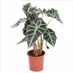 Punhal malaio - Nome cientifico: Alocasia amazonica. É uma planta muito vistosa, com folhas grandes de até 60 cm de comprimento em formato coração e com bordas recortadas em ondulações. O exemplar pode atingir até um metro de altura e seu cultivo somente é recomendado junto a janelas onde possa receber luz natural.