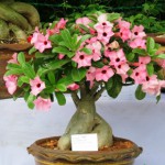 Rosa do deserto - Nome científico: Adenium obesum. Planta de clima quente e seco, sua floração geralmente acontece entre a primavera e o verão. É preciso bastante luz e ventilação para cultivá-la, além de regas a cada três dias. Embora não necessite de adubação, pode-se estimular a florada com fertilizante orgânico. Como a seiva é altamente tóxica, na hora da poda recomenda-se o uso de luvas.