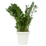 Zamioculcas - Nome científico: Zamioculcas zamiifolia. Uma das plantas que melhor se adaptam a lugares pouco iluminados é a zamioculcas. Requer poucos cuidados e poucas regas. Não suporta sol pleno, podendo ter suas folhas queimadas por ele. Seu desenvolvimento acompanha a disponibilidade de espaço, portanto, quanto maior o vaso, maior o exemplar fica. Assim, é uma boa planta para banheiros espaçosos.